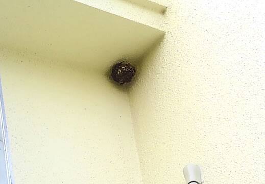 アシナガバチ注意点軒下